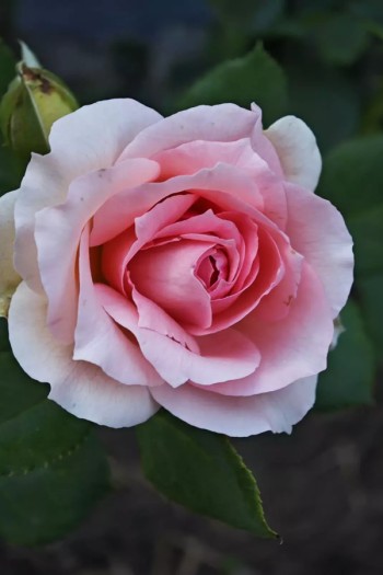 Троянда англійська `Ферст Леді` Перша Леді (біло-рожева)|English rose `First Lady`|Роза английская `Ферст Леди` Первая Леди (бело-розовая)